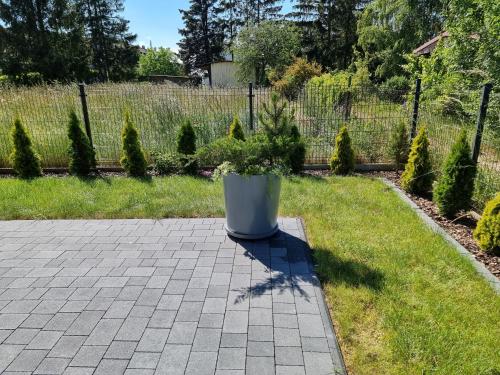 a potted plant sitting in the middle of a yard at MARKAS in Rewa