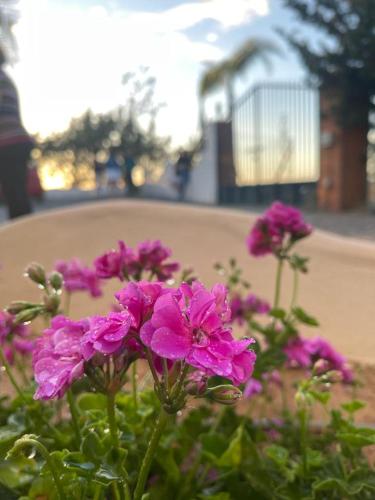 a bunch of pink flowers in a garden at Finca el atardecer - Apartamento Sol in Los Santos de Maimona