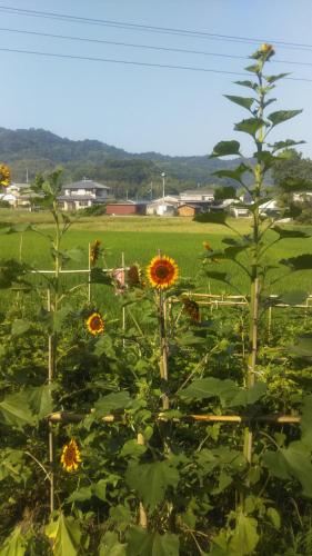 a field of sunflowers in front of a field at raibrasil guest house in Sanuki