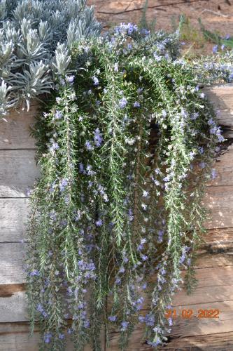 a bunch of purple flowers on a wooden wall at MountView in Alenquer