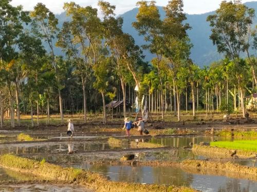 Landskap semula jadi dekat dengan rumah tamu ini