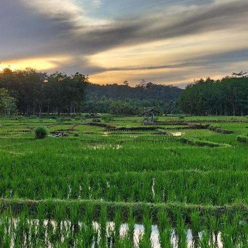 Landskap semula jadi dekat dengan rumah tamu ini