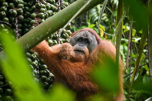 an orangutan hanging from a tree in the jungle at Sumatra Expedition Lodge in Bukit Lawang