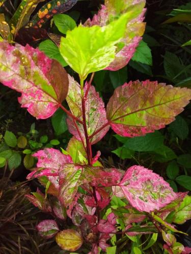 a plant with pink flowers and green leaves at The Victory Villa in Parrot Hall