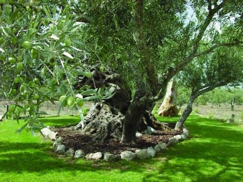 a tree sitting in the middle of a grass field at Quinta dos Tesouros in São Brás de Alportel