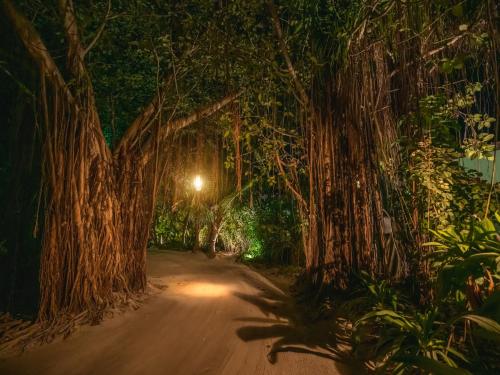a road in the middle of a forest at night at Sun Siyam Iru Fushi with Free Transfer in Manadhoo