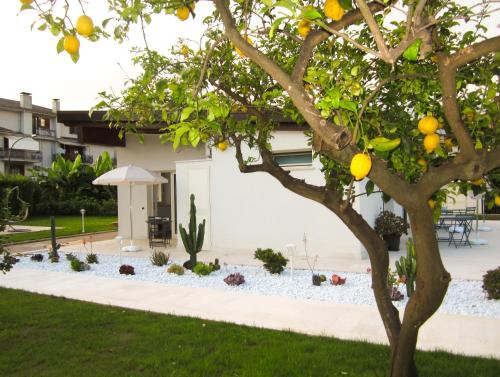an orange tree in front of a building at STRAPALU' in Fondi