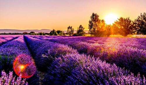 a field of lavender with the sunset in the background at Casa vacanze da CLARA in Castrovillari