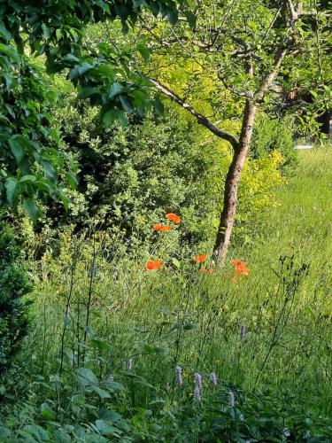 a field of grass with flowers and a tree at Fischer`s Postresidenzen Ettal in Ettal