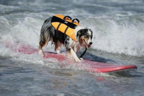 a dog on a surfboard in the water at SURF HOUSE DREAMERS COAST in Klaipėda