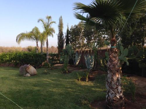 a palm tree in the middle of a yard at Villa Marrakech in Marrakesh