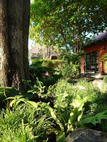 Un jardín con exuberantes plantas verdes y un árbol. en Bayview Resort, en Ban Chak Phai