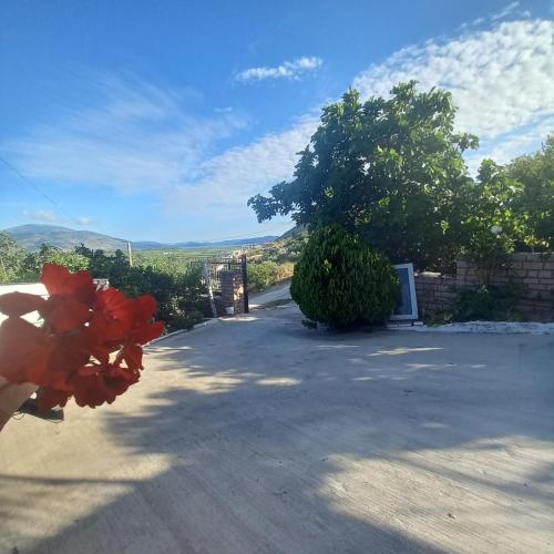 VILA PASHA - Image 13