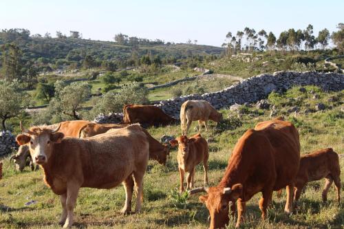 a herd of cows grazing in a field of grass at Rito Hall da Serra in Leiria