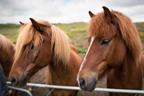 two brown horses standing next to a fence at Cozy Cottage On The Golden Circle in Blaskogabyggd