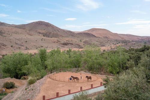 two horses in a field with mountains in the background at La Fattoria Ecolodge in Lalla Takerkoust