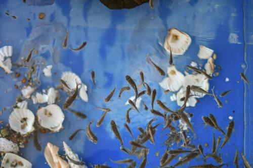 a group of shells on a blue background at Kåseberga Gårdshotell & Spa in Kåseberga