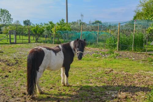 B&B il mio Casale – Photos 3