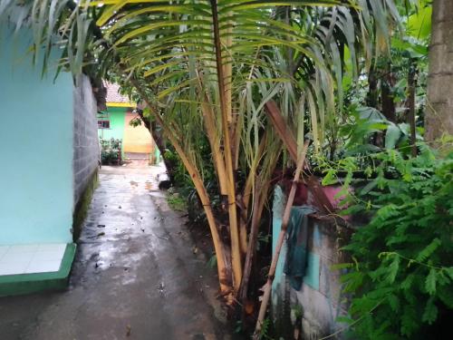 a palm tree in a garden next to a building at Home stay jaya pribadi By 29 