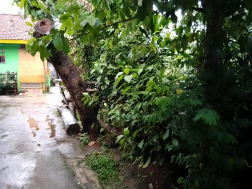 a tree that is leaning against a house at Home stay jaya pribadi By 29 