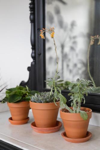 three potted plants sitting on a shelf next to a window at Musa Antwerp in Antwerp