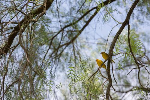 a yellow bird sitting on a tree branch at Chácara das Araras in Lindóia