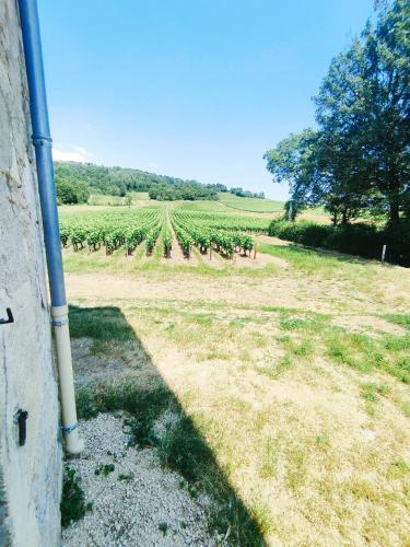 a field with a pipe next to a field of vines at chambre du moulin brochat 2 in Saint-Jean-de-Vaux