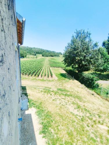 a view of a field of vines from a house at chambre du moulin brochat 2 in Saint-Jean-de-Vaux
