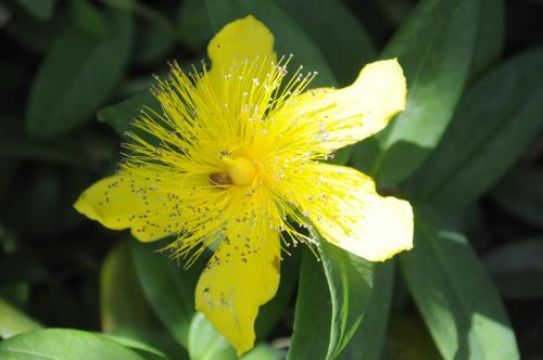 a yellow flower with a bee on it at B&B Casa Soresina in Offagna