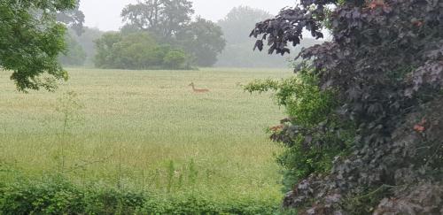 a deer in the middle of a field of grass at The Old Barn Annexe, cosy stay, close drive to city, beach, South Downs & Goodwood in Chichester
