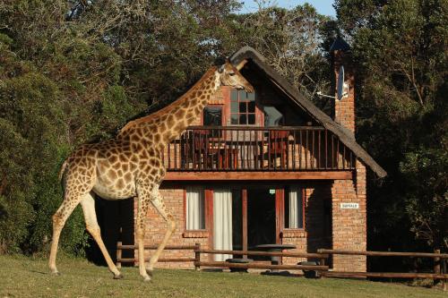 eine Giraffe, die vor einem Gebäude läuft in der Unterkunft Kragga Kamma Game Park in Port Elizabeth