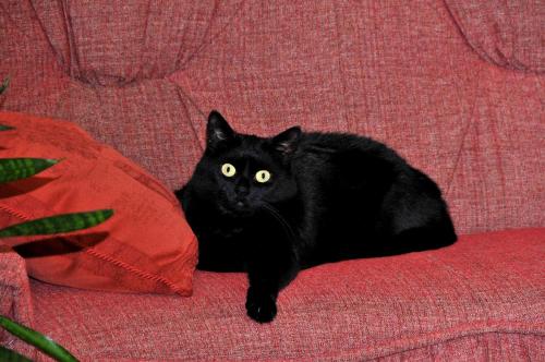 a black cat sitting on a red couch at Hotel Irena in Lviv