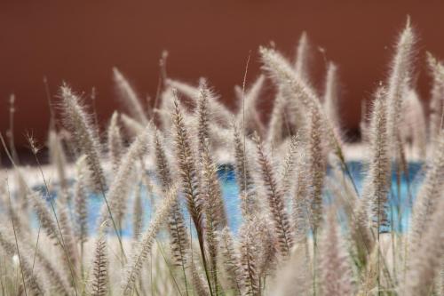 a field of tall grass with a blue at Rose Aqua Park Hotel in Marrakesh