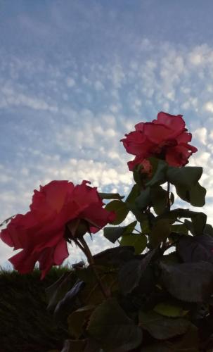 two red roses on a plant with the sky in the background at Maisonnette de charme entre plages et estuaire in Saint-Vivien-de-Médoc