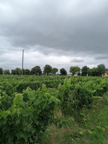 a field full of green crops on a cloudy day at Maisonnette de charme entre plages et estuaire in Saint-Vivien-de-Médoc