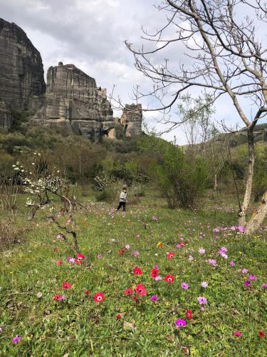 a person walking through a field of flowers at Archontiko Mesohori Meteora in Kalabaka