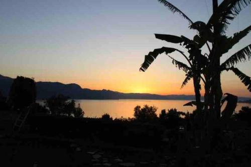a sunset over a body of water with a palm tree at Sueño in Taktikoúpolis