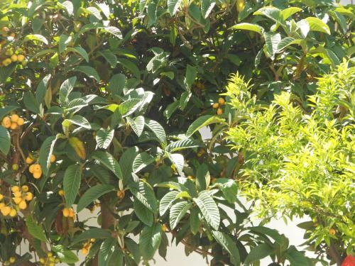 an orange tree with lots of oranges on it at B&B Fenice Barocca in Lecce