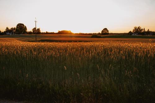 a field of tall grass with the sunset in the background at Widokówka Kaszuby in Mirachowo