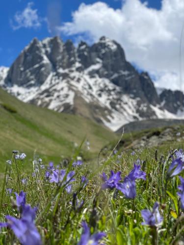 a field of purple flowers in front of a mountain at AURA Cottages in Stepantsminda