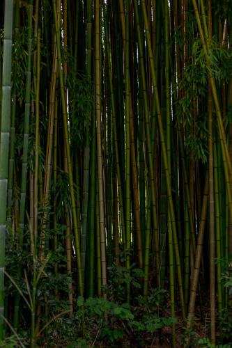 a group of bamboo plants in a forest at El Molino de Bonaco in San Vicente de la Barquera