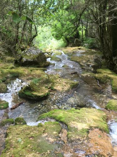 un ruisseau d'eau avec des rochers dans une forêt dans l'établissement L'écrin du Vercors, à Villard-de-Lans