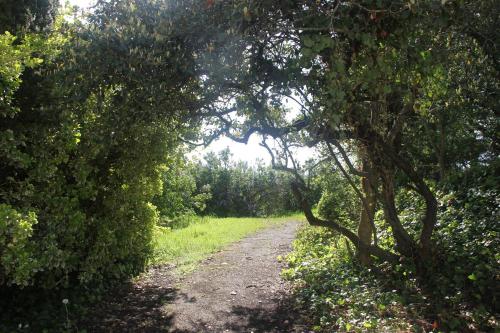 a dirt road through a forest with trees at Gite Moulin de Roc in Armillac
