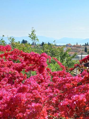 a bunch of pink flowers in a garden at Kantouni Mezzamorto in Lefkímmi