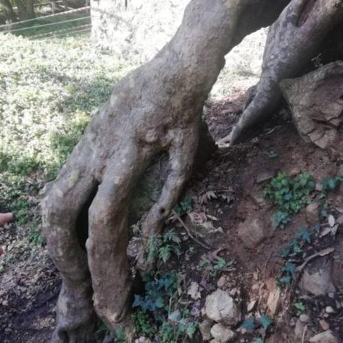 a statue of a tree laying on the ground at La pace dei sensi in Maida
