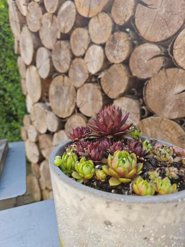 a plant in a pot next to a pile of logs at O'Blanche, Viroinval Treignes in Treignes