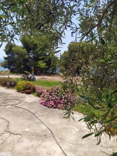 a garden with pink flowers in a park at Pefkonas Apartments 100 m from the beach in Psakoudia