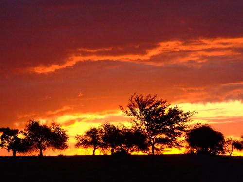 a group of trees in front of a sunset at Gran Hotel Fray Bentos in Fray Bentos