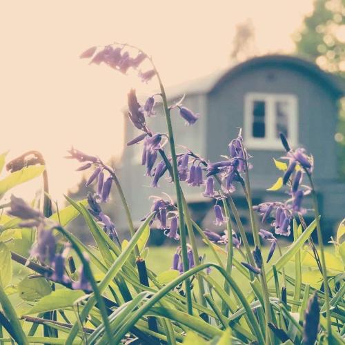 a field of purple flowers in front of a house at Skylark Shepherds Hut in Royal Tunbridge Wells