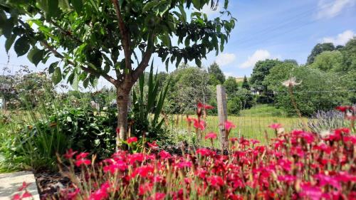 a garden with pink flowers and a tree at Le relais du cheval blanc in Tenneville